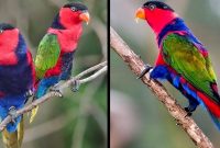 Jenis Burung Nuri di Indonesia