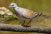 Jenis Burung Perkutut
