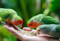 Makanan Burung Lovebird