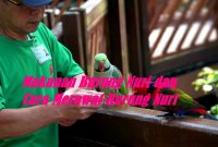 Makanan Burung Nuri dan Cara Merawat Burung Nuri