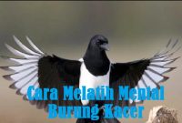 Cara Melatih Mental Burung Kacer