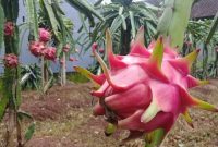 Cara Menanam Buah Naga dan Cara Membudidayakanya Terlengkap!