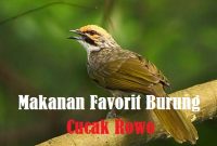Makanan Favorit Burung Cucak Rowo