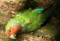 penyakit burung kacer dan pengobatannya ,burung gemetaran ,ciri ciri burung sakit ,obat alami burung sakit ,burung sempoyongan ,cara mengobati burung sakit ,obat burung sakit ,obat burung nuri sakit ,penyakit burung kacer dan pengobatannya ,sayap kacer bergetar ,kotoran burung berwarna hijau ,mata kenari bentol ,mata burung sering merem ,kaki lovebird bengkak ,penyakit pada burung kenari ,ciri-ciri burung lovebird sakit ,super n ,obat alami burung sakit ,obat burung sakit tenggorokan ,obat burung murai sakit ,burung nafas tersengal sengal ,cara mengatasi hidung burung yang tersumbat ,lovebird sakit pernafasan ,mengatasi lovebird ngantukan ,tidur lovebird yang normal ,fit d2k ,obat lovebird nyilet ,bahaya memelihara burung lovebird ,ramuan alami buat burung ,obat murai sakit paling ampuh ,mengatasi kacer lesu ,manfaat super n untuk burung sehat ,deskripsi burung kicauan ,obat burung jalak sakit ,kenapa burung bisa gacor ,mengatasi jalak suren sayap turun ,penyebab burung kutilang macet bunyi ,jsj sakit