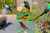 Jenis Kolibri