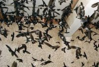Cara Ternak Burung Walet