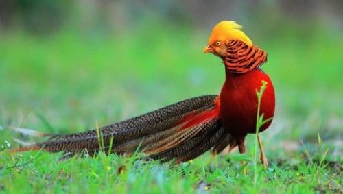 12 Jenis Burung Terindah Di Dunia Beberapa Ada Di Indonesia