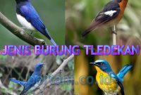 Jeis Burung Tledekan