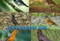 Jenis Burung Anis