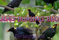 Jenis Burung Beo