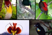 Jenis Burung Cendrawasih