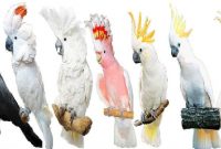 Jenis Burung Kakatua