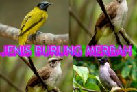 Jenis Burung Merbah