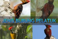 Jenis Burung Pelatuk