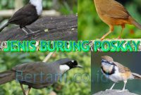 Jenis Burung Poskay