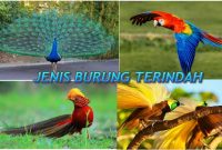 Jenis Burung Terindah