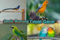 Jenis Burung yang Cepat Gacor
