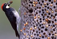 Makanan Burung Pelatuk