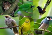 jenis burung peliharaan