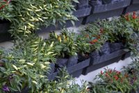 Cara Menanam Cabe di Polibag