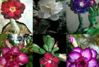 Jenis Bunga Adenium