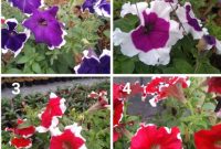 Jenis Bunga Petunia
