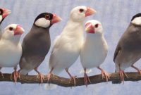 Jenis Burung Gelatik