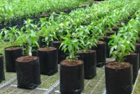 Menanam Cabe Dengan Hidroponik Dalam Polybag
