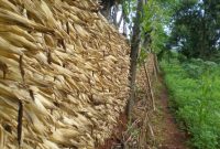 Cara Menanam Jagung Agar Hasil 8-10 Ton/Ha