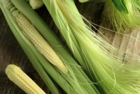 Cara Menanam Jagung Baby Corn
