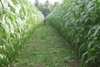 Cara Menanam Jagung Bisi 2