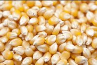 Cara Menanam Jagung Dari Biji