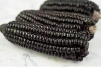 Cara Menanam Jagung Hitam