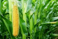 Cara Menanam Jagung Manis Agar Berbuah Besar