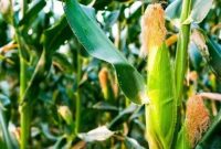 Cara Menanam Jagung Manis Agar Cepat Tumbuh