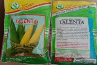 Cara Menanam Jagung Manis Talenta