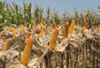 Cara Menanam Jagung Manis di Musim Kemarau