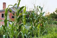 Cara Menanam Jagung Manis di Pekarangan Rumah
