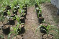 Cara Menanam Jagung Manis di Poybag