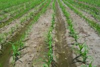 Cara Menanam Jagung Manis di Sawah