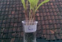 Cara Menanam Jagung Di Gelas Plastik