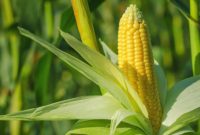 Kondisi LahaCara Menanam Jagung Manisn Untuk Jagung Manis