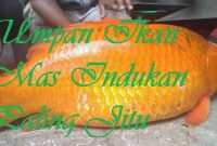 Umpan Ikan Mas Indukan Paling Jitu