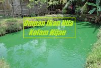 Umpan Ikan Nila Kolam Hijau