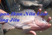 Umpan Ikan Nila Liar Paling Jitu
