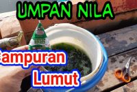 Campuran Lumut untuk Umpan Ikan Nila