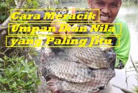 Cara Meracik Umpan Ikan Nila yang Paling Jitu