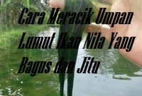 Cara Meracik Umpan Lumut Ikan Nila Yang Bagus dan Jitu