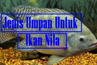 Jenis Umpan Untuk Ikan Nila