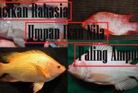 Racikan Rahasia Umpan Ikan Nila Paling Ampuh